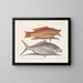 Gelber Meise - Mark Catesby — gerahmtes Bild an der Wand