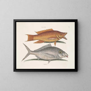 Mark Catesby - Turdus flavus The HogFish Turdus c The Shad.webp