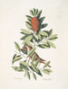Le petit Vrai Le petit Vrai Houx carolinien aux feuilles dentées et aux baies rouges Der Stechpalme Dahoon - Mark Catesby — Ansicht des Kunstwerks