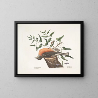 Mark Catesby - Turdus pilaris migratorius The Fieldlfare of Carolina Aristolochia pistolochia c The Snakeroot of Virginia.webp
