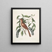 Turdus ruffus La Thruth couleur renard Ceraso similis arbuscula c Les grappes Cerisier noir - Mark Catesby — gerahmtes Bild an der Wand