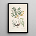 Turtur minimus guttatus Die Erdkolombe Zanthoxylum spinosum Lentisci foliis c Der Baum des Schmerzes oder Zahnschmerzes - Mark Catesby — gerahmtes Bild an der Wand