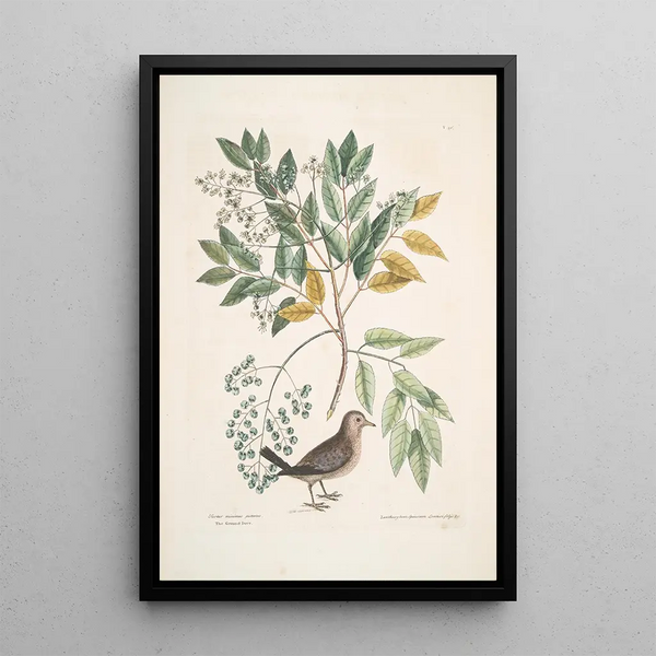 Mark Catesby - Turtur minimus guttatus The Ground Dove Zanthoxylum spinosum Lentisci foliis c The Pellitory or Toothach Tree.webp
