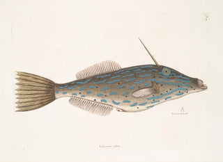 Mark Catesby - Unicornis piscis The Bahama UnicornFish The form of a Tooth.webp