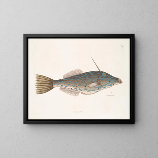 Mark Catesby - Unicornis piscis The Bahama UnicornFish The form of a Tooth.webp
