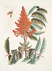 Guêpe ichneumon tripilis pennsylvanien Rhus glabrum Panicula speciosa crimson - Mark Catesby — Ansicht des Kunstwerks