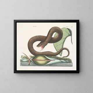 Mark Catesby - Vipera Fusca The BrownViper Arum c.webp