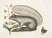 Viscum Sciurus, der graue Waschbär - Mark Catesby — Ansicht des Kunstwerks