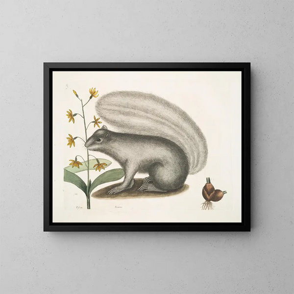 Viscum Sciurus, der graue Waschbär - Mark Catesby — gerahmtes Bild an der Wand