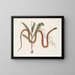 Viscum c. Anguis c. Der Weizenschlange - Mark Catesby — gerahmtes Bild an der Wand