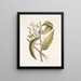 Volubilis silicosa Feuille de plantain mexicain Le Vanelloe - Mark Catesby — gerahmtes Bild an der Wand