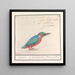 Eisvogel Alcedo atthis - Anselmus Botius de Boodt — gerahmtes Bild an der Wand