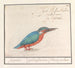 Eisvogel Alcedo atthis - Anselmus Botius de Boodt — Ansicht des Kunstwerks