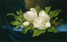 Großes Magnolien-Gemälde auf blauen Samtstoff - Martin Johnson Heade — Ansicht des Kunstwerks