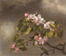 Kolibri und Apfelblüten - Martin Johnson Heade — Ansicht des Kunstwerks