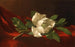 Magnolia - Martin Johnson Heade — Ansicht des Kunstwerks