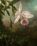 Blumen der Orchideen - Martin Johnson Heade — Ansicht des Kunstwerks