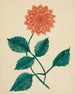 Dahlia - Mary Altha Nims — Ansicht des Kunstwerks