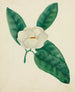 Magnolie - Mary Altha Nims — Ansicht des Kunstwerks
