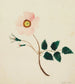 Rose sauvage - Mary Altha Nims — Ansicht des Kunstwerks