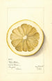 Citrus grandis Mahon Chaisee - Mary Daisy Arnold — Ansicht des Kunstwerks