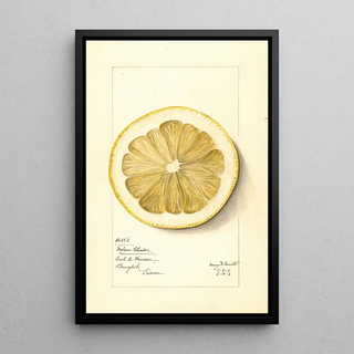 Mary Daisy Arnold - Citrus grandis Mahon Chaisee.webp