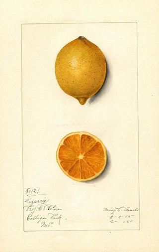 Mary Daisy Arnold - Citrus limon Bizarrie.webp