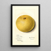 Citrus paradisi Isle of Pines - Mary Daisy Arnold — gerahmtes Bild an der Wand