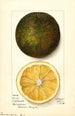 Citrus sinensis Navel - Mary Daisy Arnold — Ansicht des Kunstwerks