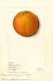 Citrus sinensis Valencia - Mary Daisy Arnold — Ansicht des Kunstwerks