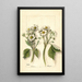 Fragaria - Mary Daisy Arnold — gerahmtes Bild an der Wand