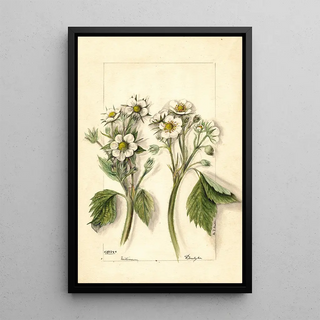 Mary Daisy Arnold - Fragaria.webp