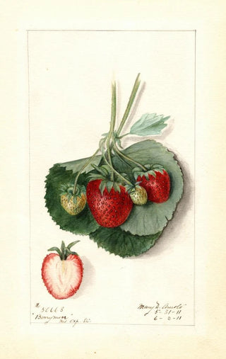 Mary Daisy Arnold - Fragaria Barrymore.webp