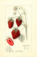 Fragaria Big Victor - Mary Daisy Arnold — Ansicht des Kunstwerks