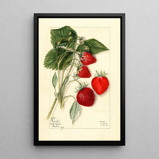 Mary Daisy Arnold - Fragaria Dunlap.webp