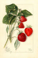 Fragaria Dunlap - Mary Daisy Arnold — Ansicht des Kunstwerks