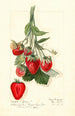 Fragaria Epsey - Mary Daisy Arnold — Ansicht des Kunstwerks