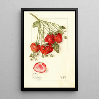 Mary Daisy Arnold - Fragaria Francis.webp