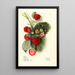 Fragaria Nanticoke - Mary Daisy Arnold — gerahmtes Bild an der Wand