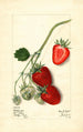Fragaria Outlander - Mary Daisy Arnold — Ansicht des Kunstwerks