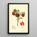 Fragaria Fierté du Delaware - Mary Daisy Arnold — gerahmtes Bild an der Wand
