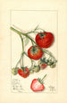 Fragaria Wooster - Mary Daisy Arnold — Ansicht des Kunstwerks
