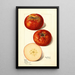 Malus domestica - Mary Daisy Arnold — gerahmtes Bild an der Wand
