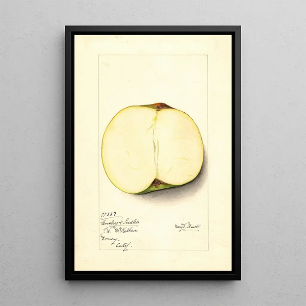 Mary Daisy Arnold - Malus domestica Coreless Seedless.webp