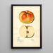 Malus domestica Ewalt - Mary Daisy Arnold — gerahmtes Bild an der Wand
