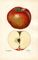 Malus domestica Lord Stradbroke - Mary Daisy Arnold — Ansicht des Kunstwerks