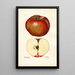 Malus domestica Lord Stradbroke - Mary Daisy Arnold — gerahmtes Bild an der Wand