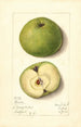 Malus domestica Mann - Mary Daisy Arnold — Ansicht des Kunstwerks