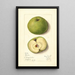Malus domestica Mann - Mary Daisy Arnold — gerahmtes Bild an der Wand