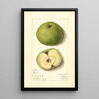 Mary Daisy Arnold - Malus domestica Mann.webp